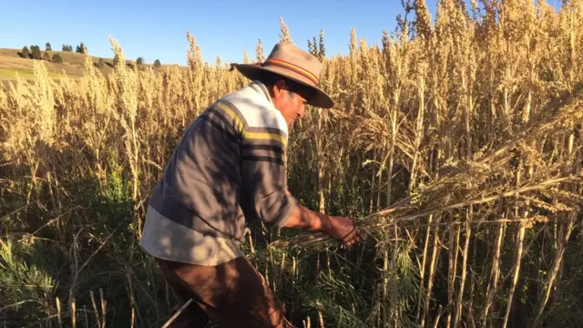 Rodrigo Cisneros cultivando quinoa