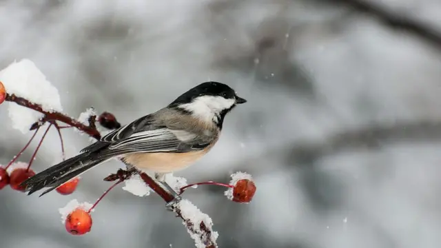 Black-capped chickadee