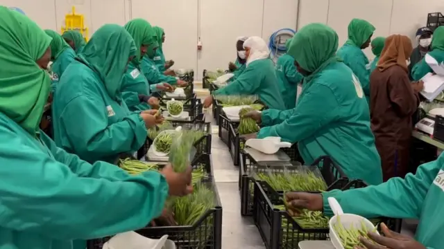 Des ouvriers, portant des masques et des combinaisons, trient et emballent des haricots verts.