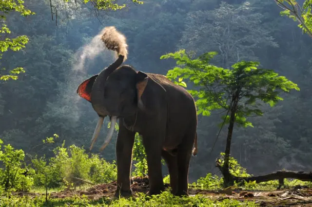 Konflik Manusia Dan Gajah Di Jambi: Gajah Sumatera ‘kian Terjepit ...