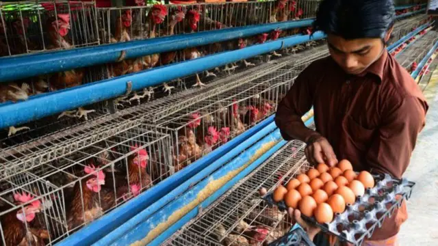 ব্রয়লার মুরগি ও ডিম-দুটোরই দাম বেড়েছে