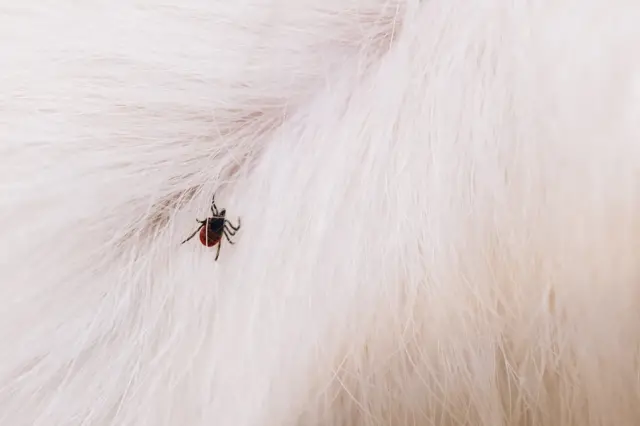 कुत्र्याच्या केसांत लपलेली गोचिड