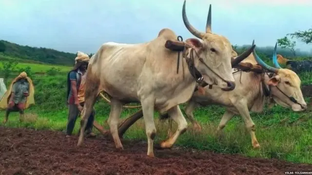 जमीनव्यवहार, महाराष्ट्र