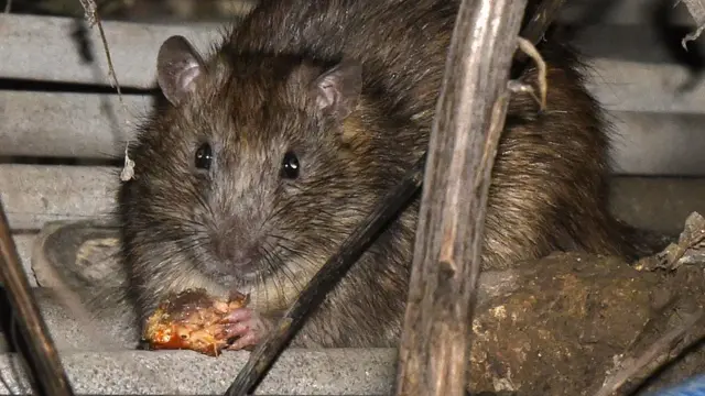 英格蘭盧頓某公園旁一隻老鼠躲藏在食店周邊進食殘羹（資料圖片）