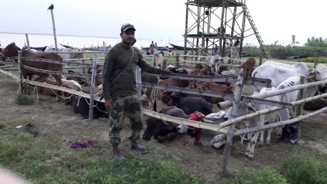 চারদিকে বেড়া দিয়ে গরু রাখা হয়েছে