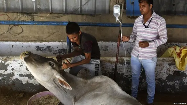 ਗਊਸ਼ਾਲਾ