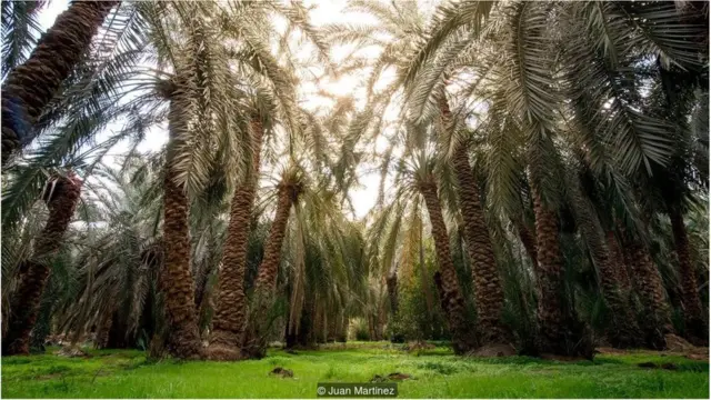 نخلستانِ بحریہ