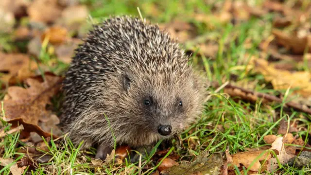 Еж в листьях.