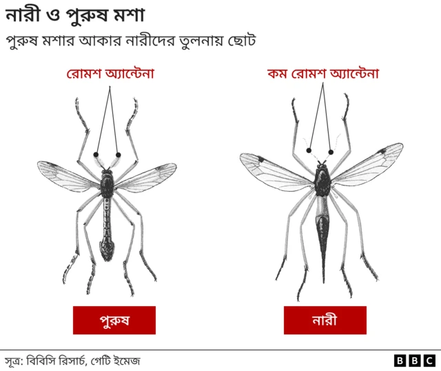 মশার লিঙ্গ পার্থক্য