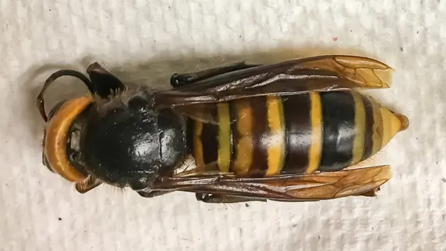Vespa gigante asiática, um inseto voador preto e amarelo, com abdome listrado, tórax preto e cabeça amarela