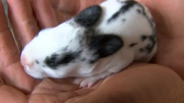 На фермі живе близько 50 кролів. Цьому кроленяті трохи більше тижня