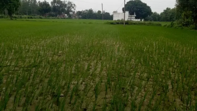 धन्नीपुर