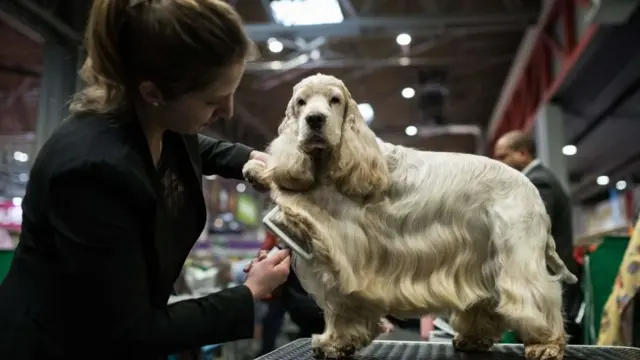 Английский кокер-спаниель