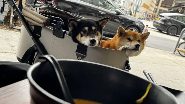 蒋小姐与阿豪的两只柴犬