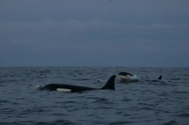 Orcas selvagens 