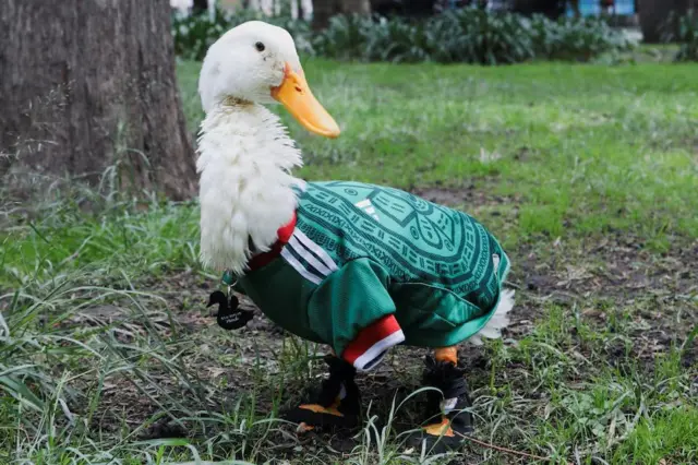 Vịt 'tiên tri' Merlín