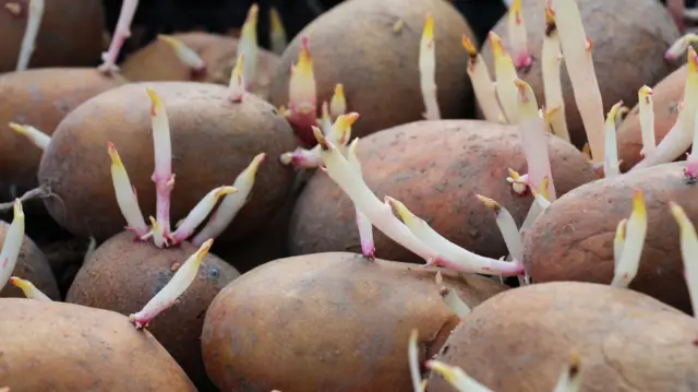 முளைவிட்ட உருளைக்கிழங்குகள் மற்றும் வெங்காயம் உட்கொள்வது நல்லதா? ஆரோக்கியம், உணவு,