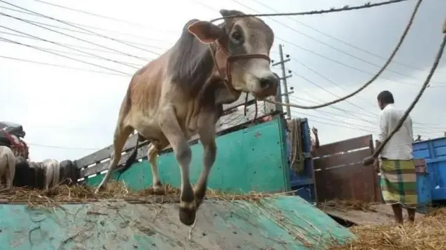 ট্রাক থেকে লাফিয়ে নামছে গরু