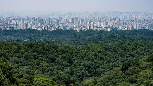 mata atlântica com cidadevulkan vegas pagaSão Paulo ao fundo