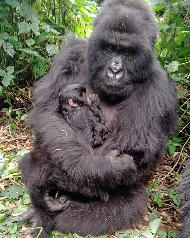 Nyabigoro yavutse mu muryango wa Munyaga