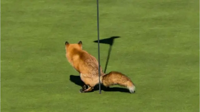 Sardiida boola dirree taba golfii keessatti udaanaa jirtu