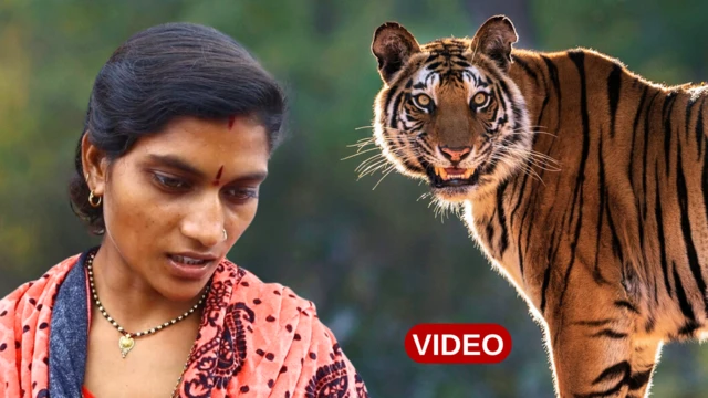 పులి దాడులు