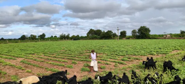 ગુજરાતમાં ખેતી, પાકના ઢોરનો ત્રાસ, ખેતી, ઑર્ગેનિક ખેતી, સુરેન્દ્રનગર, બીબીસી ગુજરાતી, કથળીનું વાવેતર