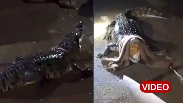 మొసలి, గుజరాత్