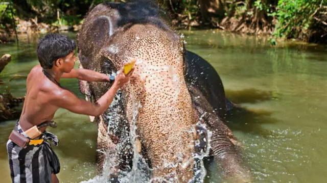 माहुत हत्तीला आंघोळ घालताना 