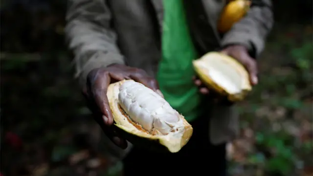 Cacao