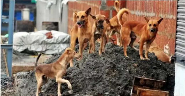 தெருநாய்கள் அடித்துக் கொலை