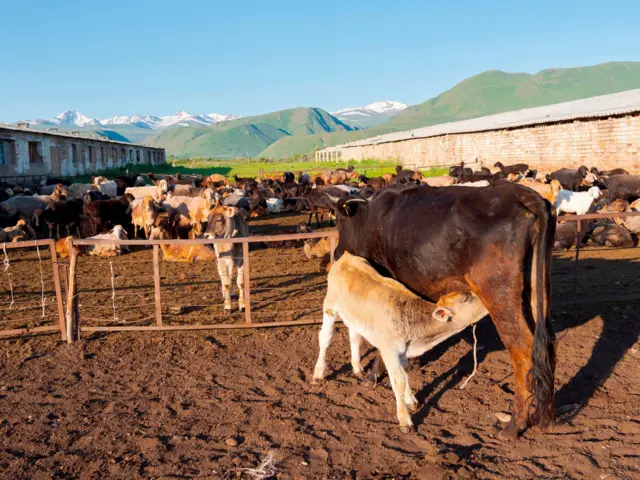 Кутурма чыкан айылда мал жандыктын баарын эмдетүү керек