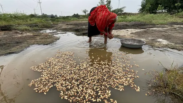 માવઠામાં મગફળી પલળી જતા તેમાંથી માટી દૂર કરવા મગફળીને પાણીમાં ધોઈ રહેલ ધકુબેન બામ્ભવા નામનાં મહિલા ખેડૂતની 29 ઑક્ટોબર, 2025ના રોજ લેવાયેલી તસ્વીર