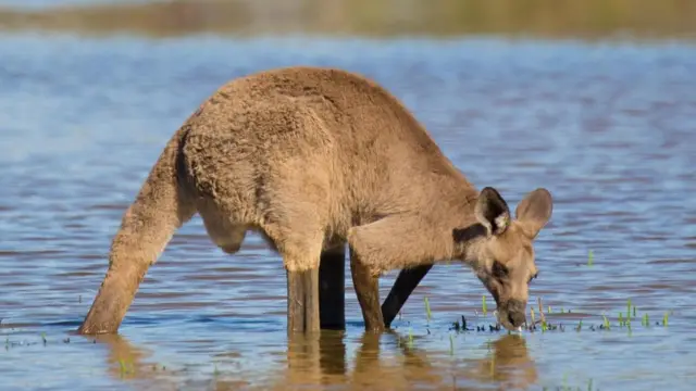 Un canguro bebiendo agua