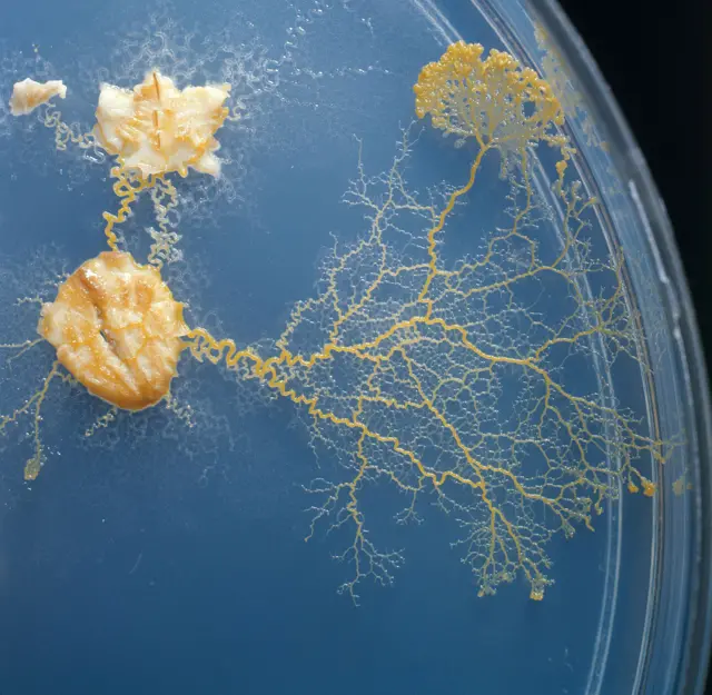 Physarum polycephalumbet365 ganhar 200 reaisuma placabet365 ganhar 200 reaisPetri com aveia