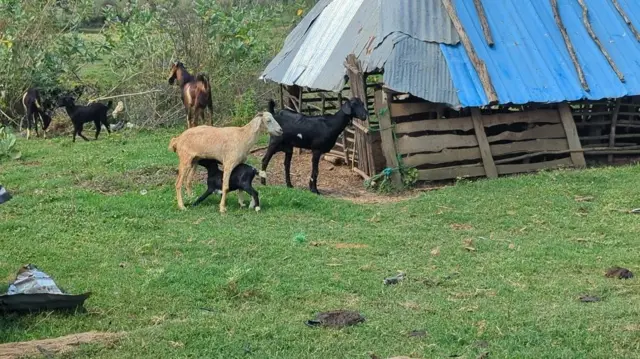 இலங்கை, மட்டக்களப்பு, தமிழர்கள், சிங்களர்கள், விவசாயம், கால்நடை, மாடுகள் 