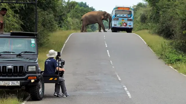 도로 위 버스에 가까이 다가간 코끼리를 촬영하는 카메라맨