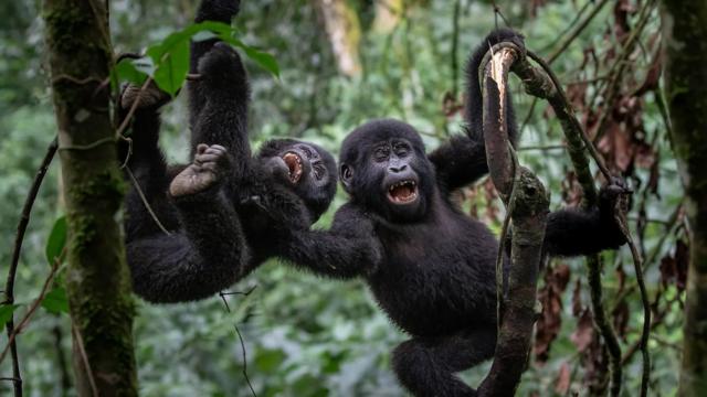 chimpanzés sorrindo