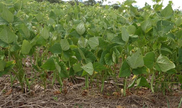 Plantação de feijão