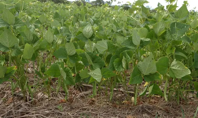 Plantaçãopixbet do brasilfeijão