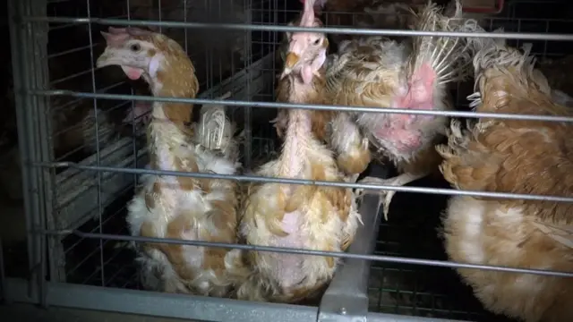 Gallinas vivas desplumadas dentro de una jaula.