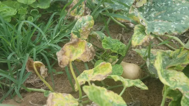 වගා විනාශය