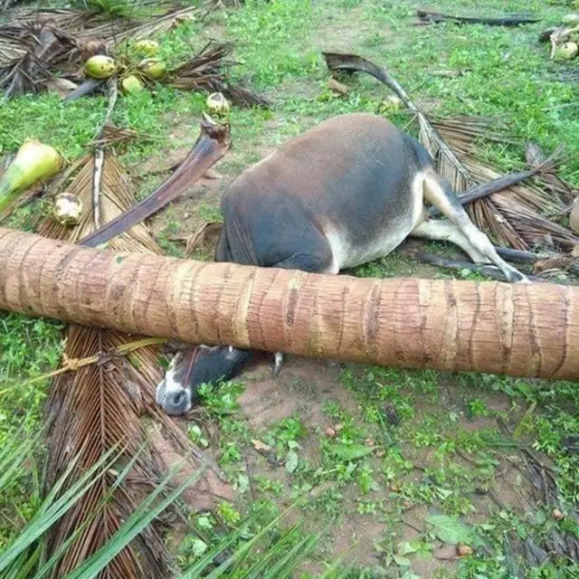 செல்லமாக வளர்த்த கால்நடைகளை கொன்று சென்றது இந்த கஜா: பெண்கள் கண்ணீர்