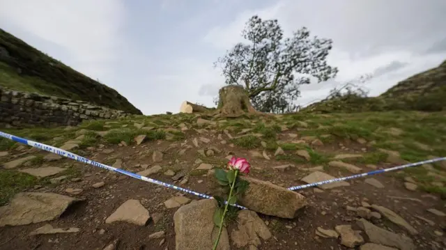 A rose with police tape next to the tree