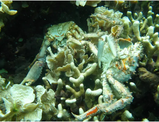 低氧導致巴拿馬博卡斯德爾托羅省及其他地方的珊瑚死亡