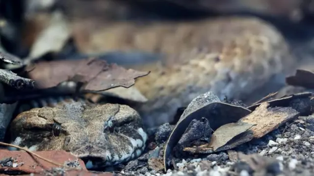 இந்தியாவின் பிக் 4 பாம்புகள், உலகில் அதிக விஷமுள்ள மற்றும் ஆபத்தான 10 பாம்புகள் எவை?