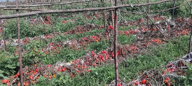 ሕርሻ ኮሚደረ