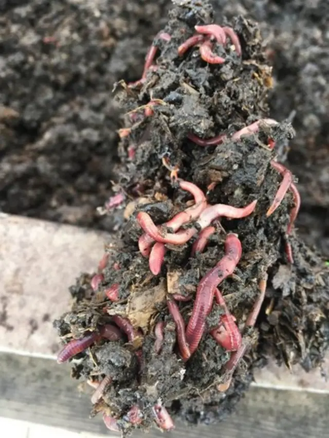 Lombrices de tierra