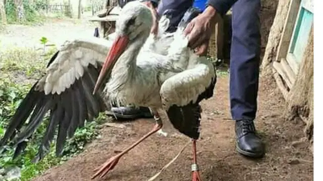 Allaattii Waayit Ispoorki Lixa Oromiyaa Iluu Abbaa Booraa keessatti argame jedhame.