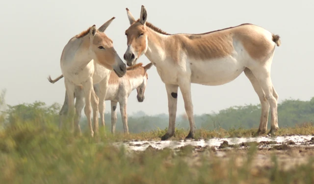 ઘુડખર, જંગલી ગધેડાં, ગુજરાત, કચ્છનું રણ, અગરિયાઓ, સહજીવન, બીબીસી ગુજરાતી 